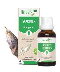 Sorbier (Sorbus aucuparia) bourgeon BIO, 30 ml